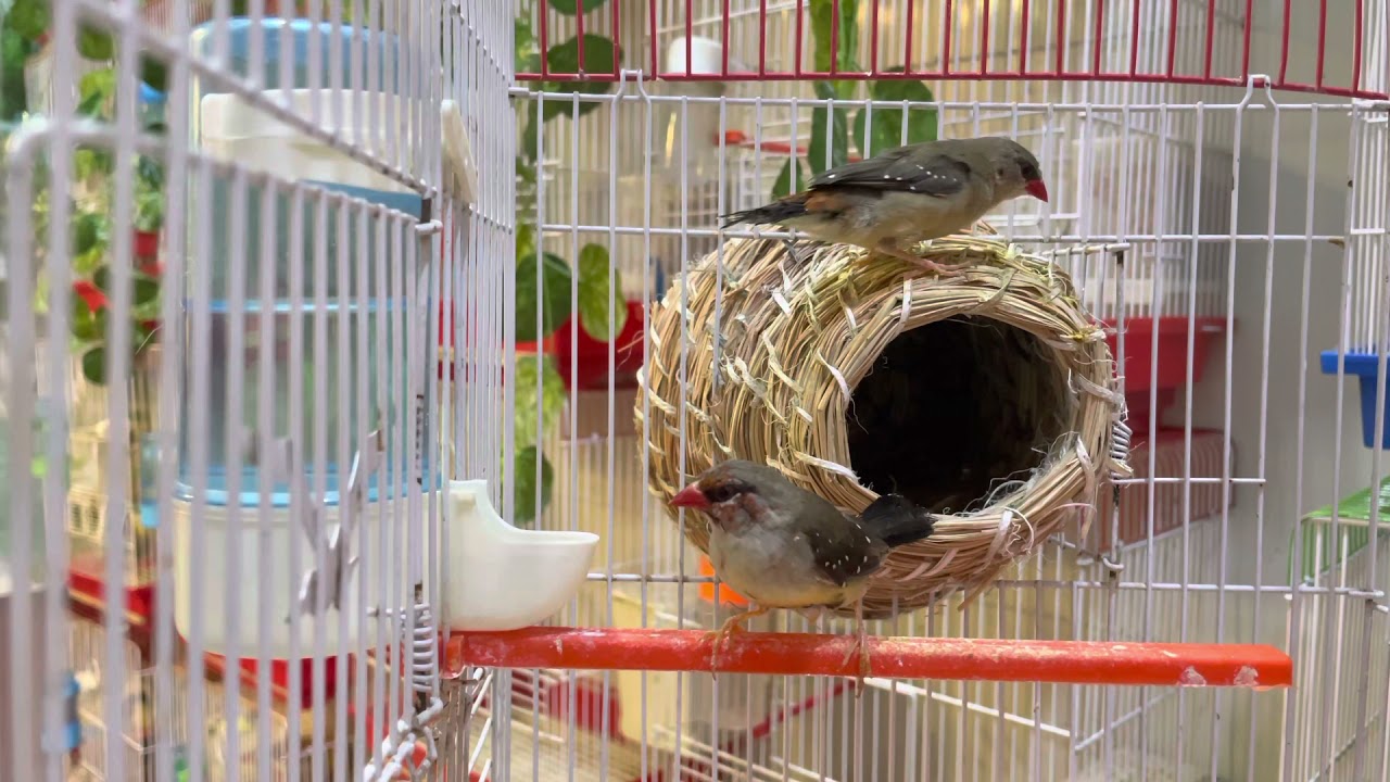 معلومات عن الطائر فروله فينش 🐥
