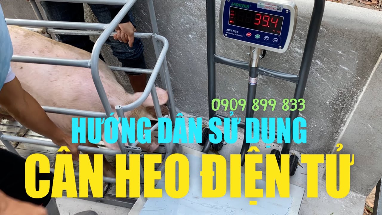 Cân điện tử cân heo 150kg 200kg 300kg 500kg - Hướng dẫn sử dụng cân heo điện tử - Mua cân 0909899833