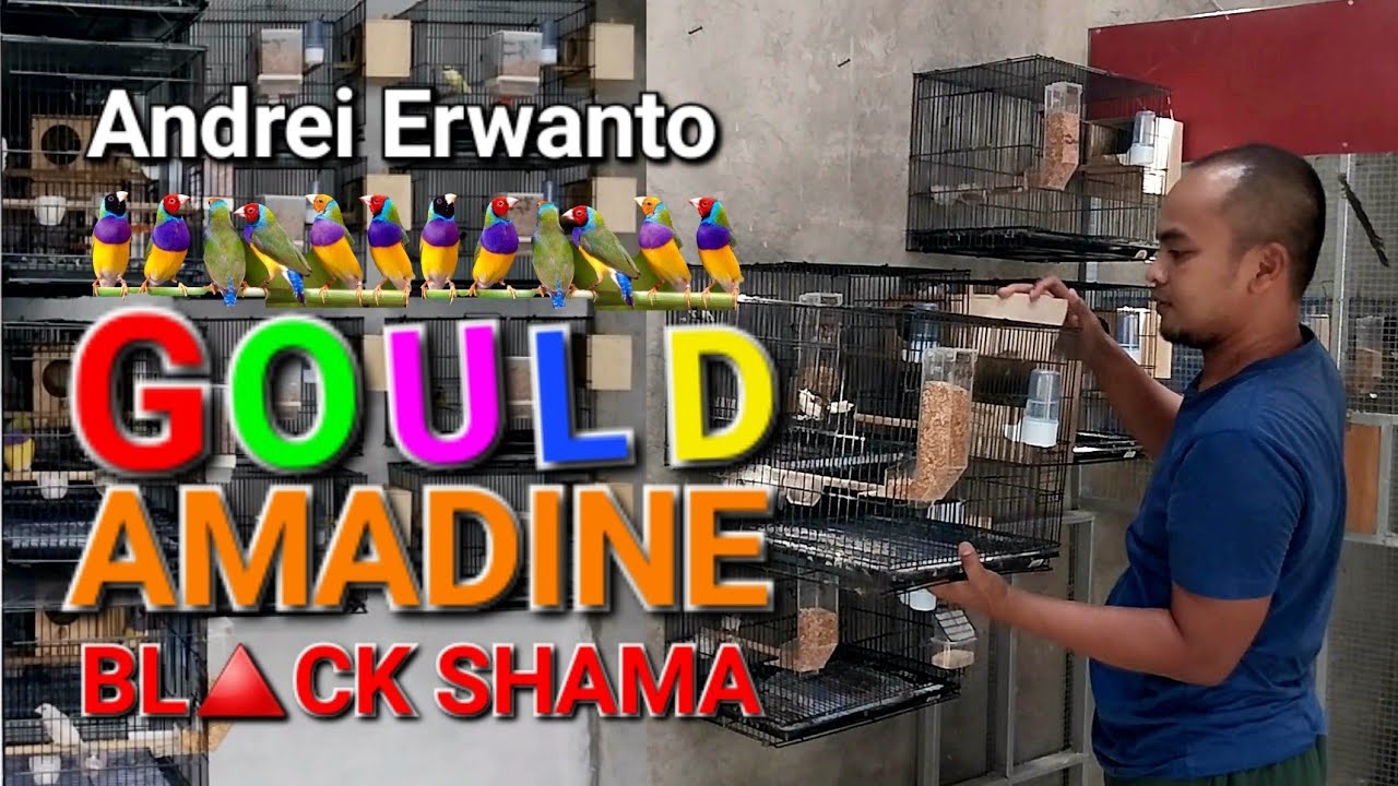 TERNAK GOULD AMADINE