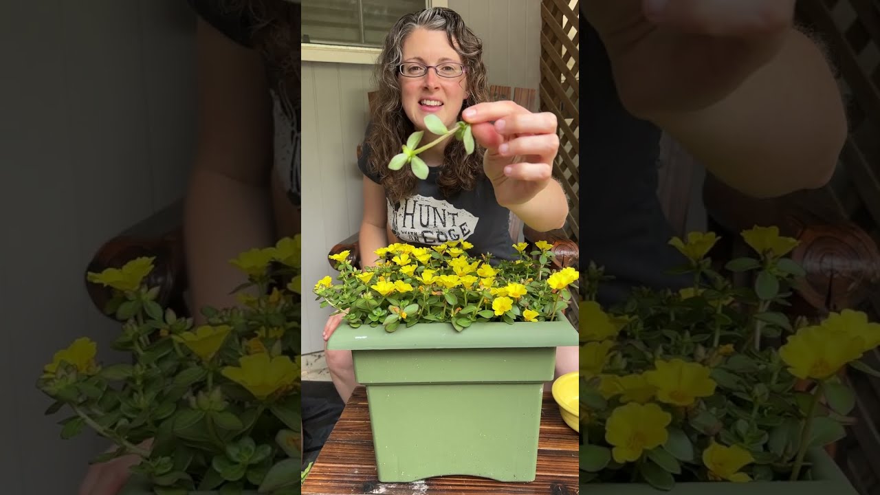 How to Eat Purslane and Nasturtiums- Edible Weeds