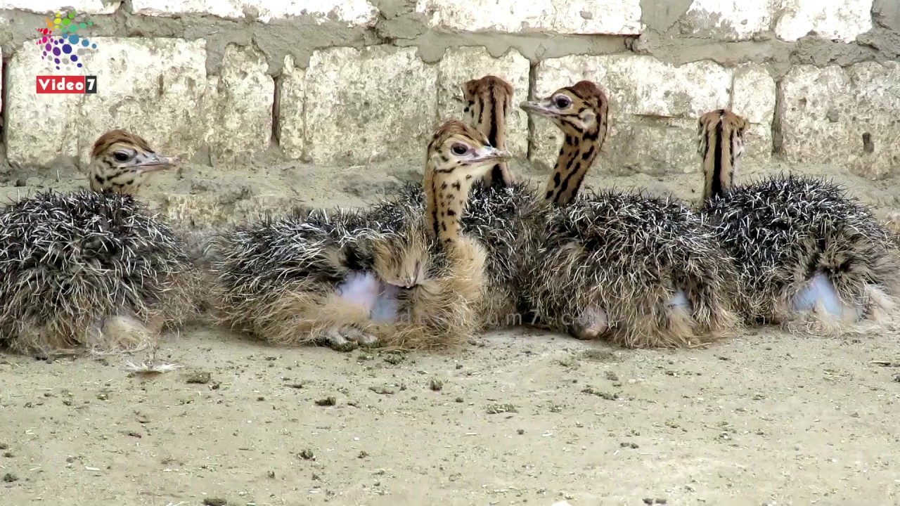 أصغر بيزنس مان.. يوسف 