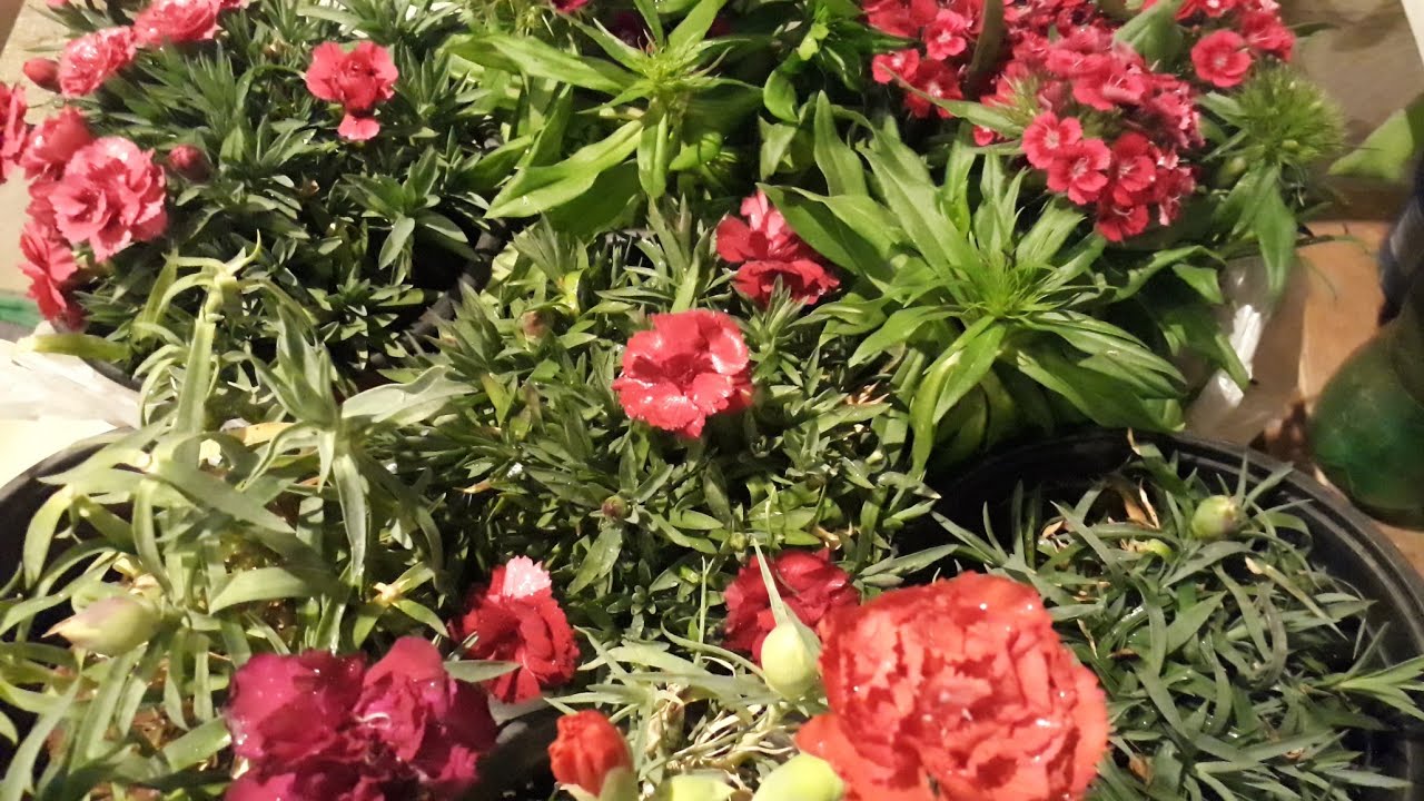 Dianthus care and propagation