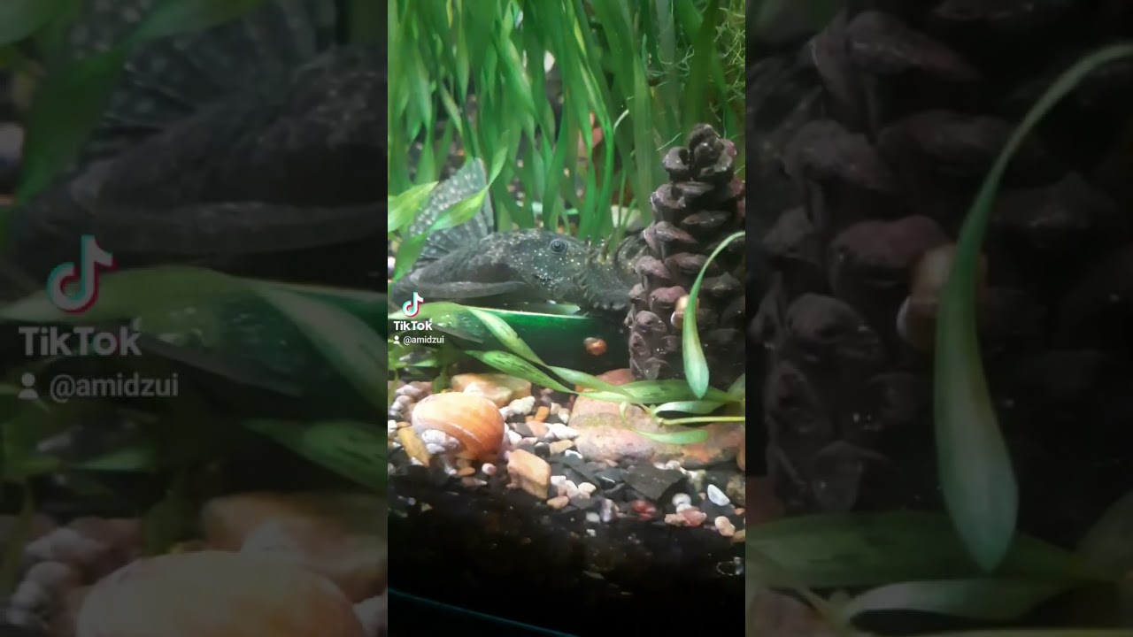 Какие же вкусные огурцы!!!