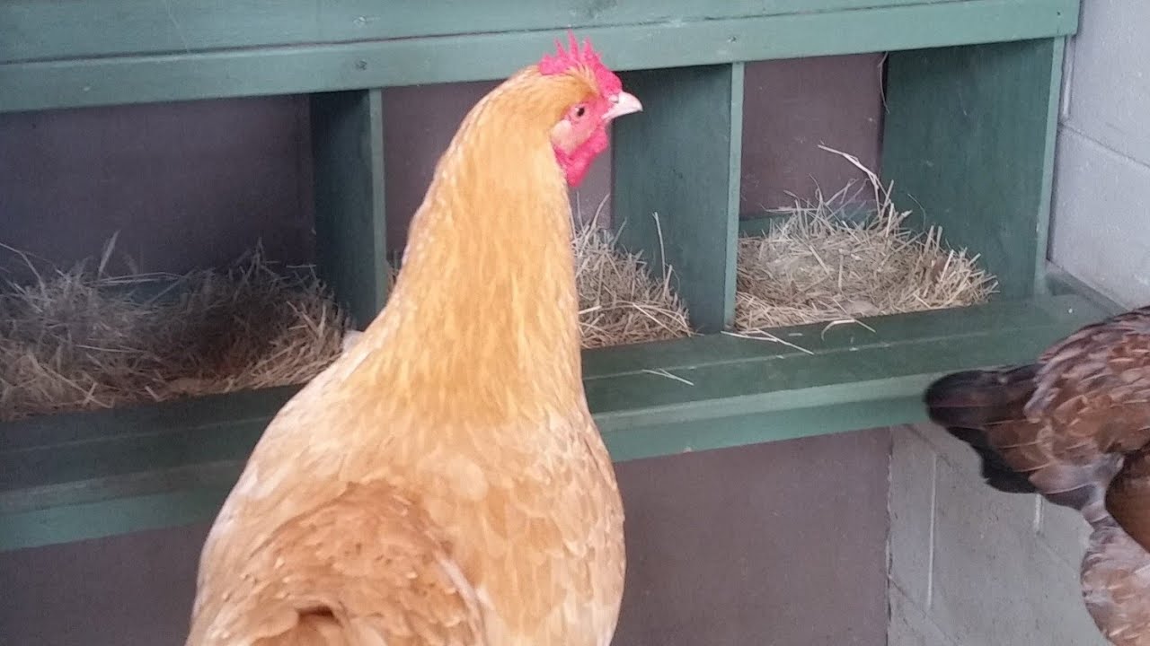Chicken Behavior: Signs of Laying!