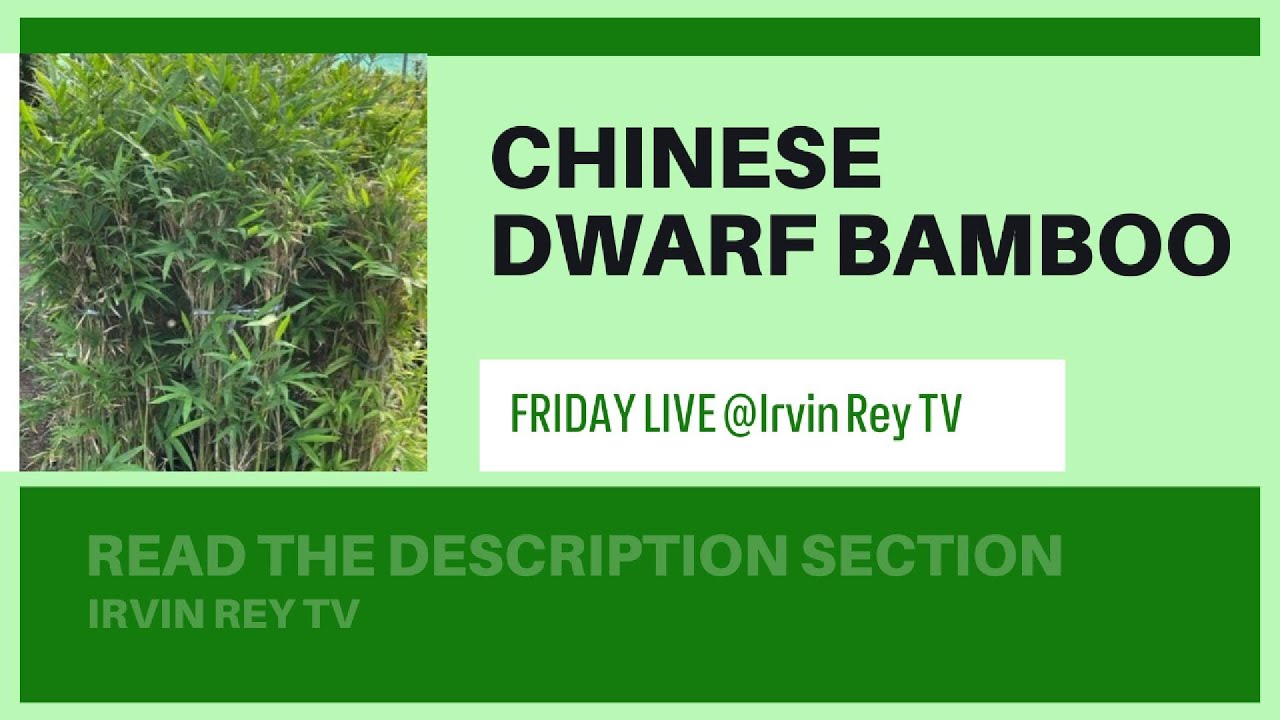 #education  SCIENTIFIC NAME OF Chinese Dwarf Bamboo - Irvin Rey  TV is live!  READ THE DESCRIPTION