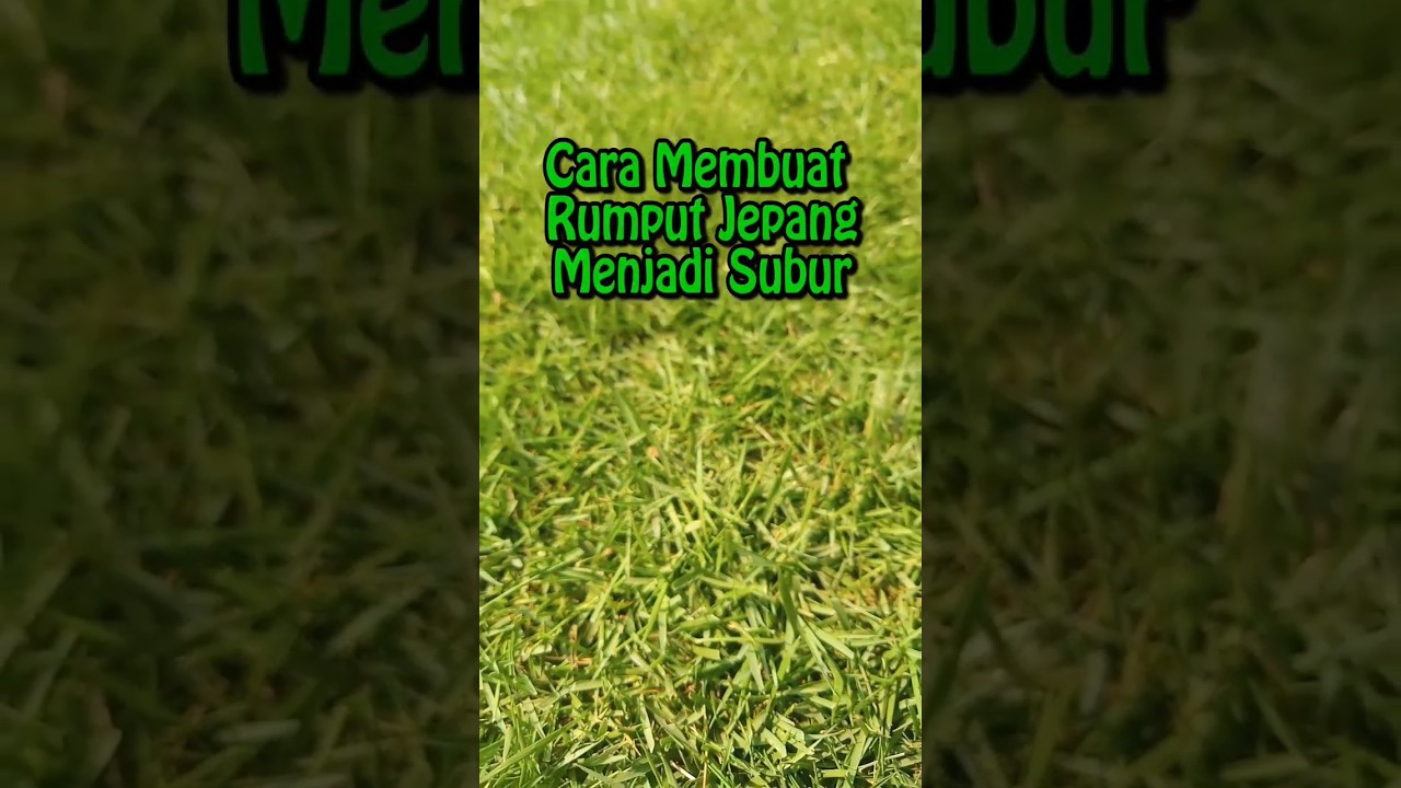 Cara Agar Rumput Jepang Menjadi Subur 🌿 #shorts #rumput #rumputjepang #rumputhias #taman #lawn #sod