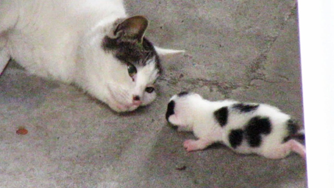 家の裏で野良猫が子猫を産みました　赤ちゃん子猫戻れるかな？