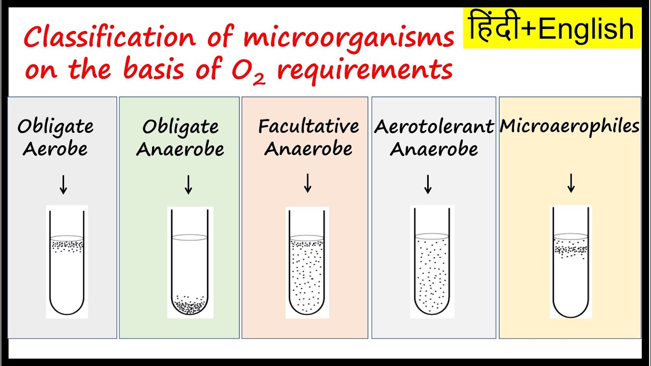 Classification of microorganisms on the basis of oxygen requirements with examples |Hindi + English|