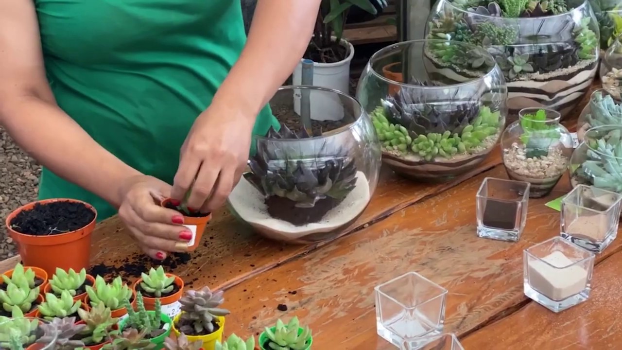 Como fazer um LINDO TERRÁRIO DE SUCULENTAS com Echeveria | Spagnhol Plantas