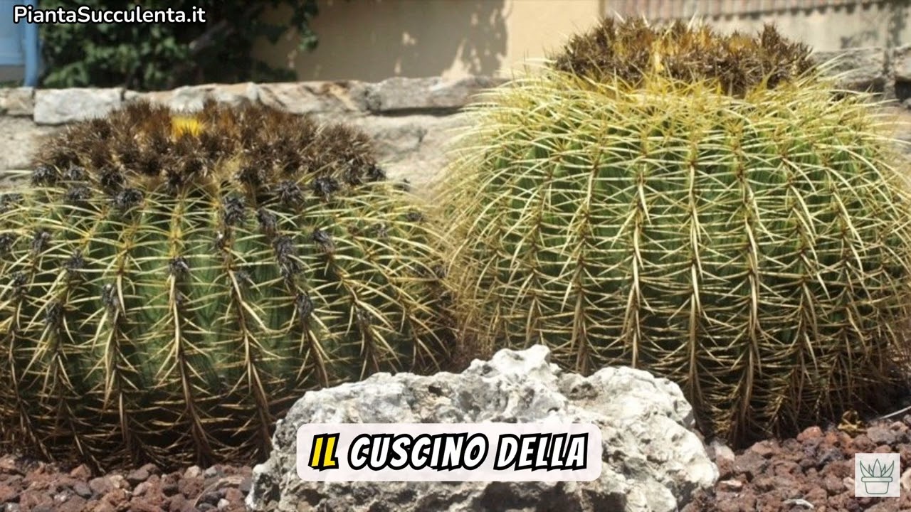Cuscino della Suocera: Come Coltivare la Regina delle Piante Grasse! 🌵✨
