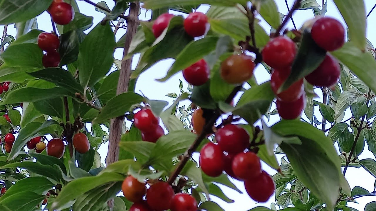 Κρανιά-Cornus. Δέντρο με θεραπευτικές ιδιότητες των καρπών του.!!