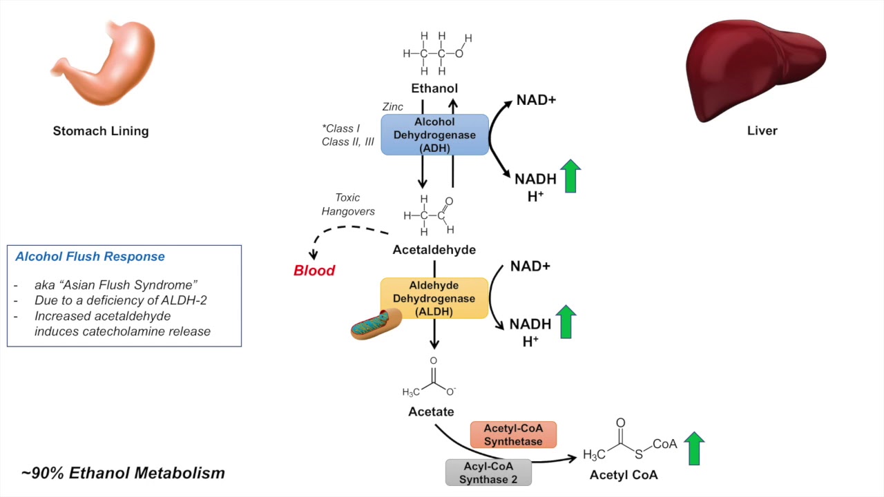 Ethanol Absorption and Metabolism | Alcohol Metabolism Pathway