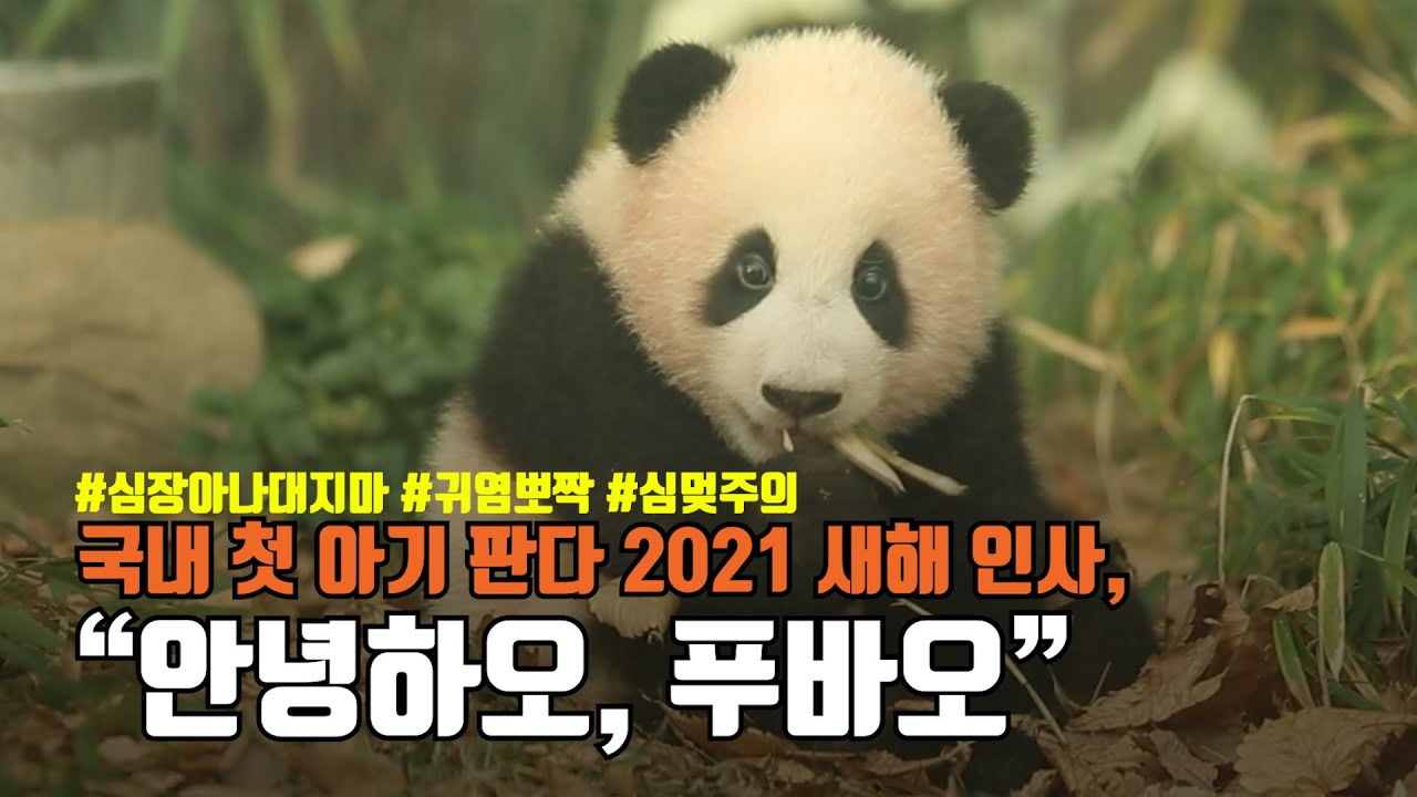 아기판다 '푸바오' 일반공개 첫날...