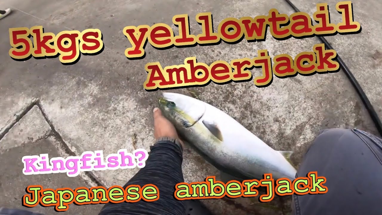 SHORE FISHING JAPAN |ep.2 |YELLOWTAIL AMBERJACK |how to catch yellowtail amberjack | kingfish