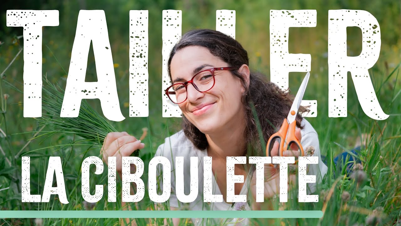 Comment cultiver et tailler la ciboulette ? 🌿