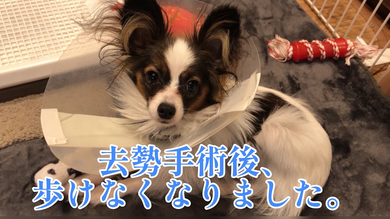 【パピヨン】去勢手術後、歩かなくなってから回復まで