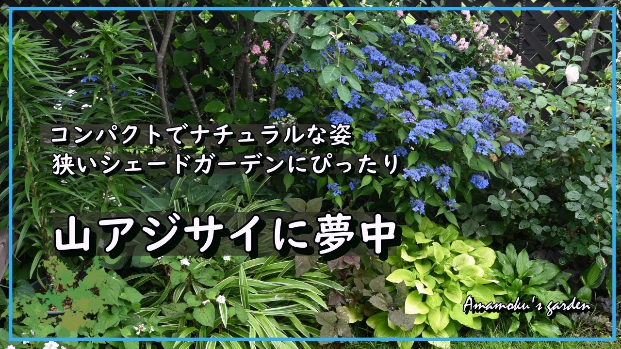 【山アジサイに夢中】ガーデニング/シェードガーデン/挿し木/高幡不動尊の山アジサイ/高尾山の自生山アジサイ/暮らしを楽しむVlog