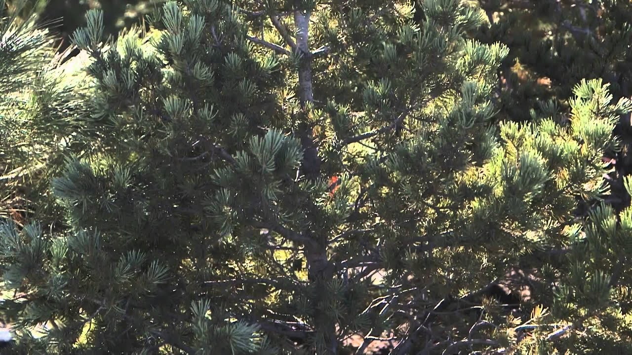 Pinon Pine