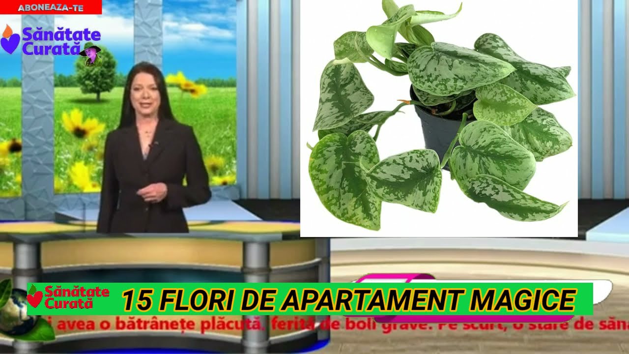 15 flori de apartament magice. Atrag norocul, iubirea si banii !