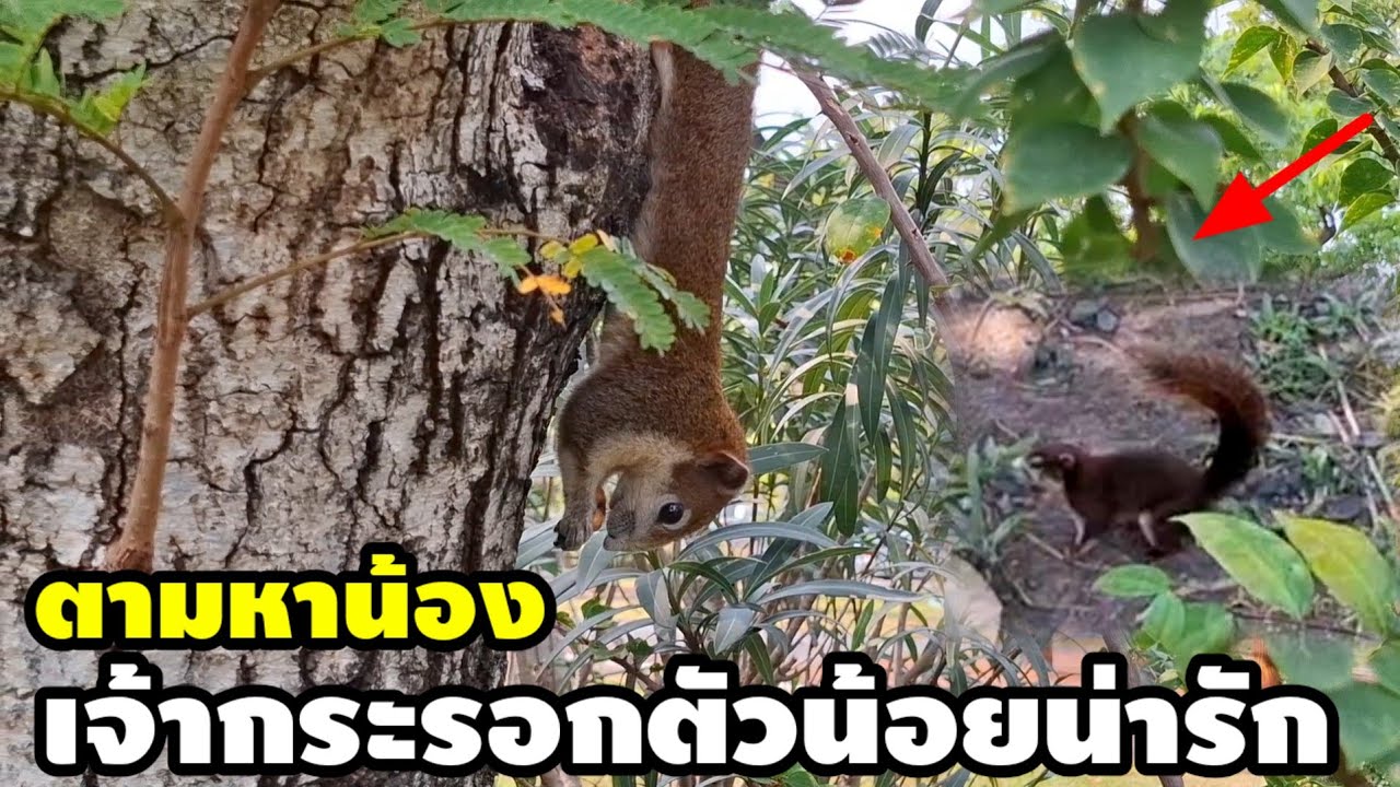 เดินชมบรรยากาศสวนจตุจักรตามหาน้องเจ้ากระรอกตัวน้อยน่ารัก21 มกราคม ค.ศ. 2026