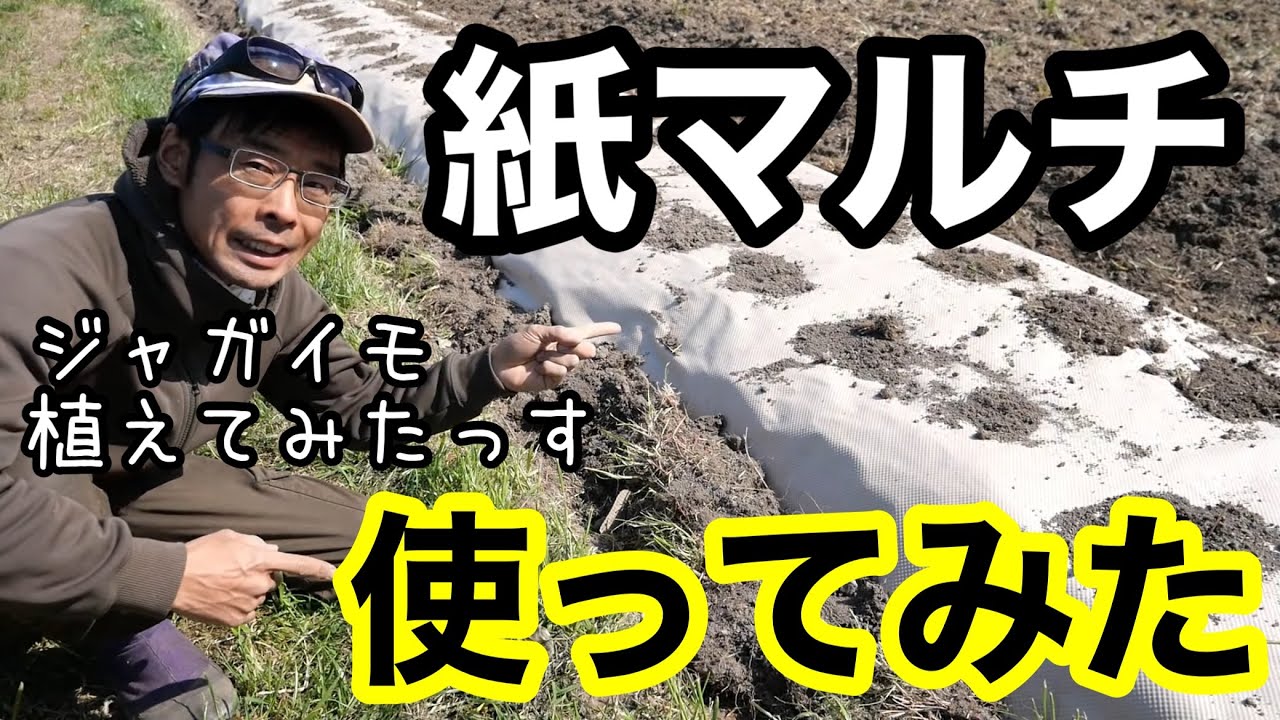 【紙マルチ】を使ってみた感想と設置･ジャガイモ定植の様子