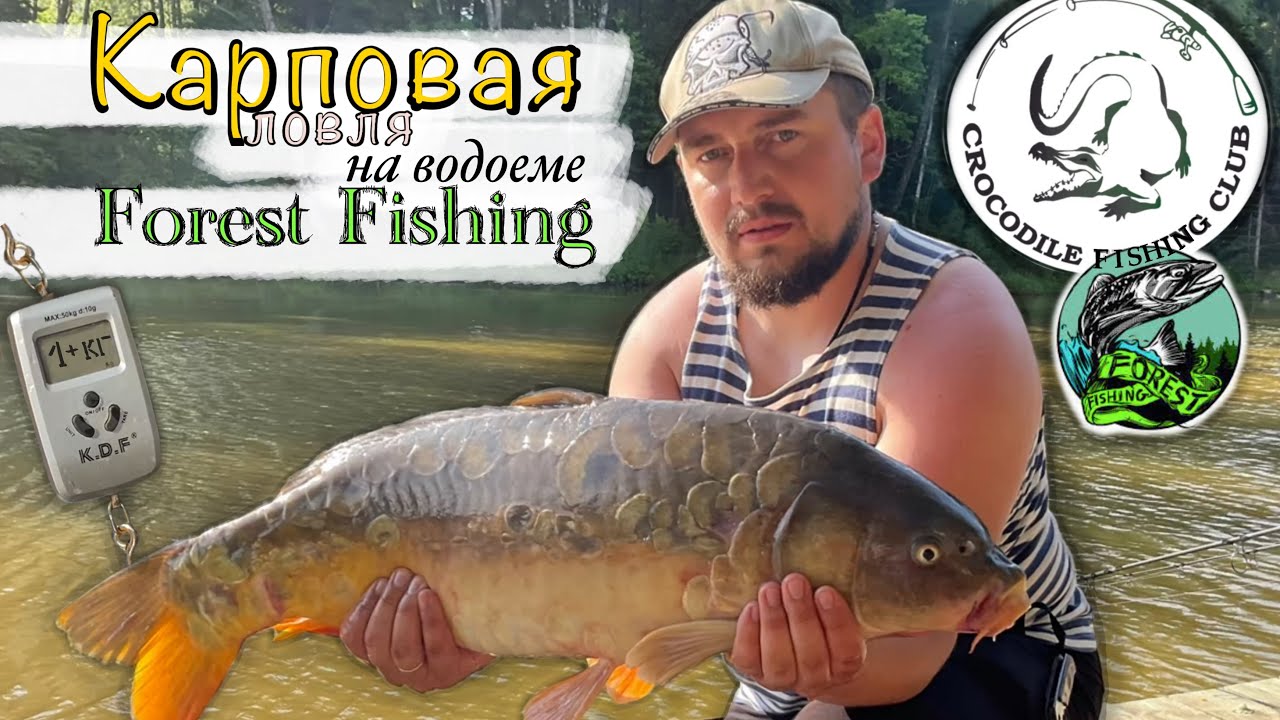 Карповая ловля на водоеме Forest Fishing