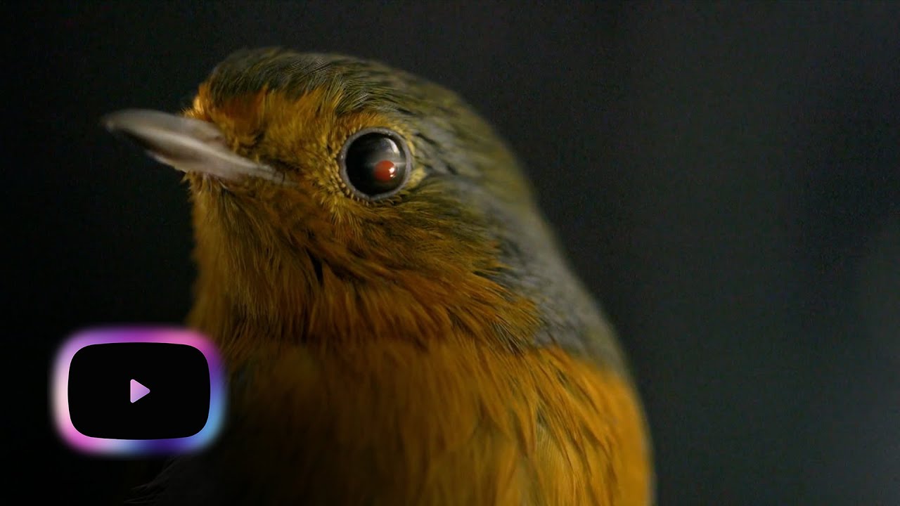 The Secrets of Quantum Physics | Let There Be Life | Series 1 Episode 2