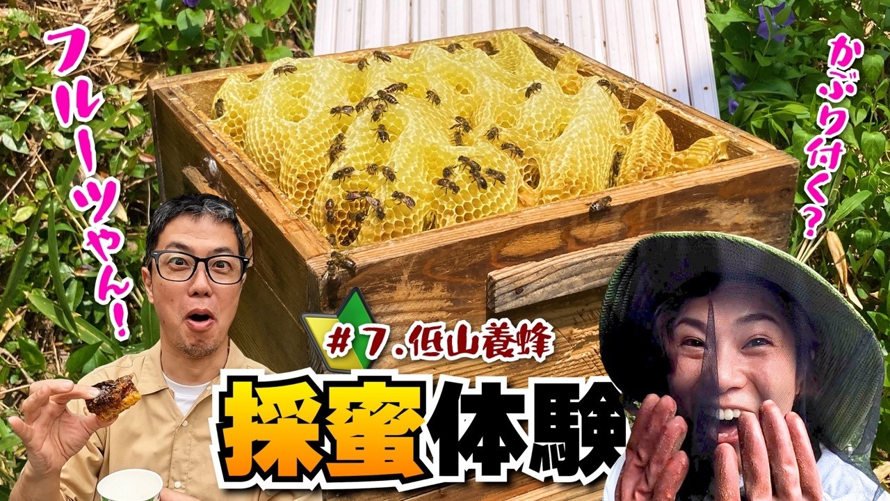フルーツやん！採蜜体験の巻【7低山養蜂】#採蜜