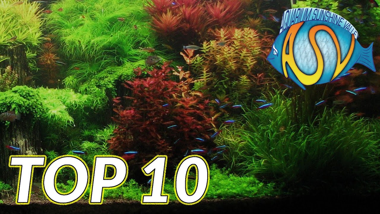 Aquariumplanten: Deze TOP 10 aquariumplanten wil je gezien hebben! | Aquarium Sunshine Valley