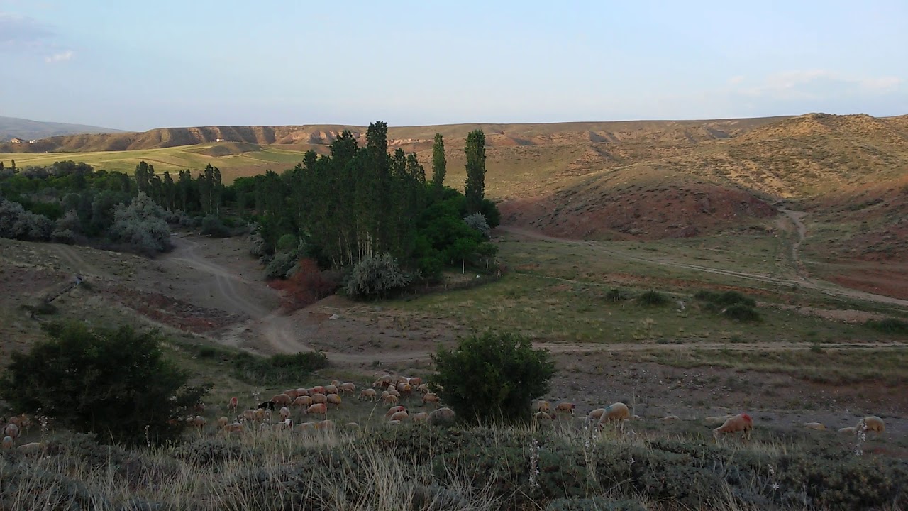 Aydın Battal -- DULUGU SİRKELİ ( BİTLİ )