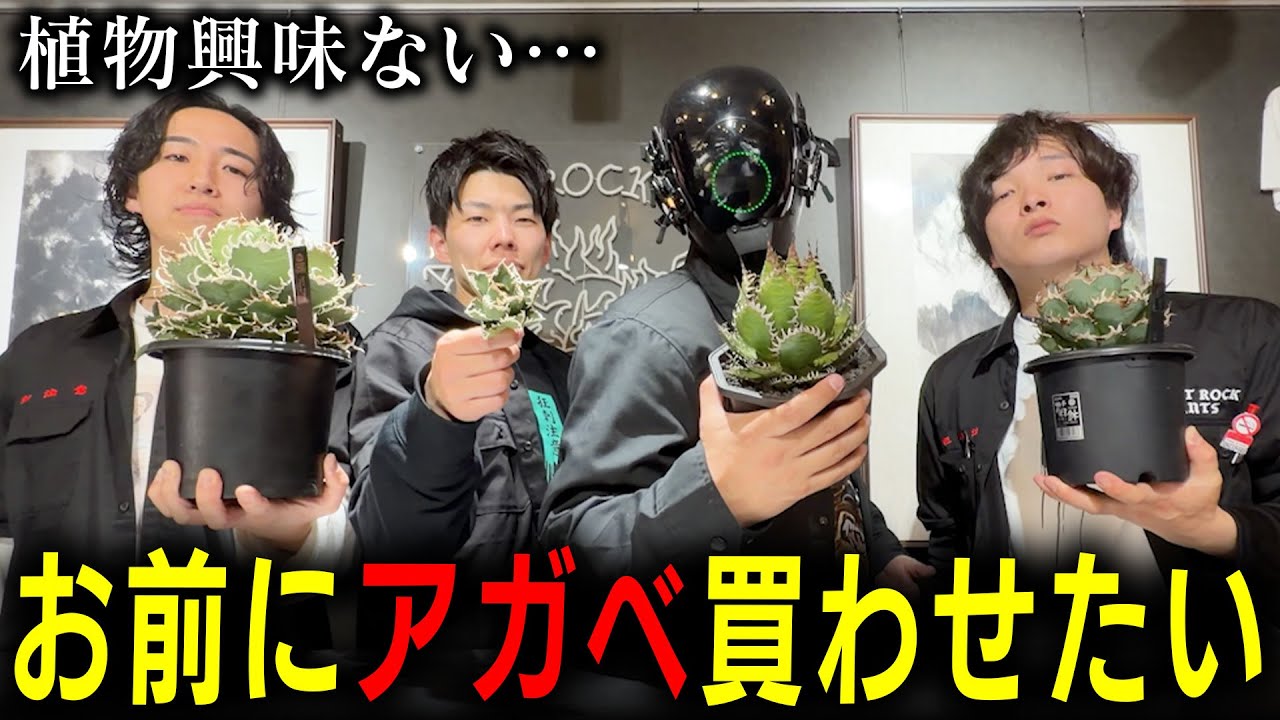 植物に興味ない男に本気でアガベ紹介してみた【多肉植物】【初心者】【ROCKさん】【園芸】