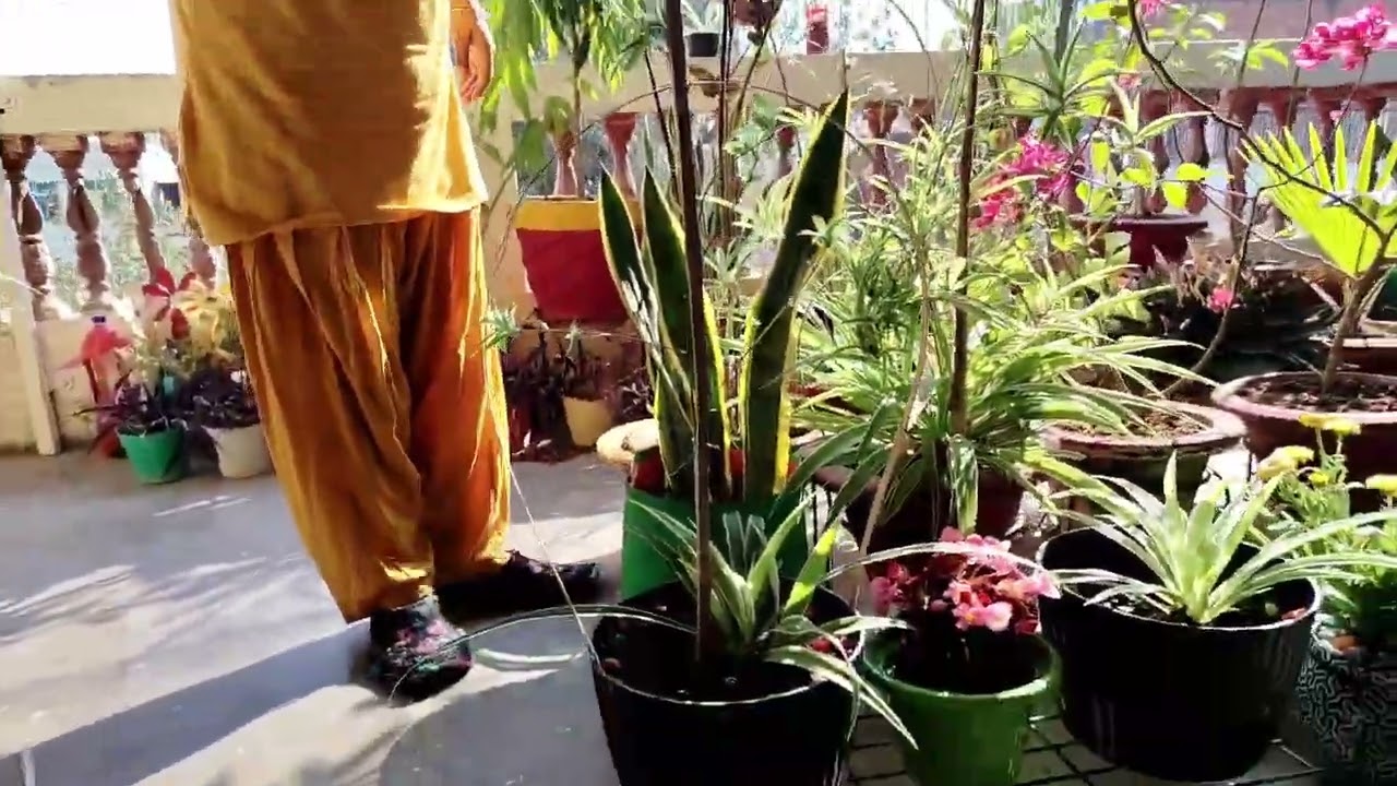 Planters ko naya look dijiye