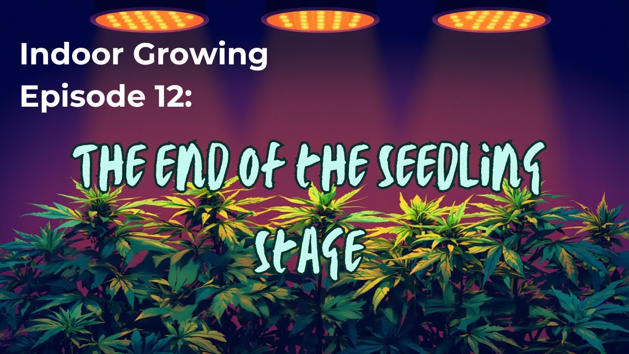 Indoor Growing for Beginners - The End of the Seedling Stage