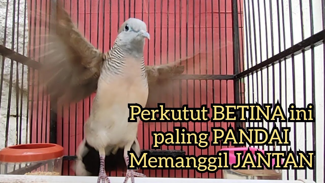 Perkutut BETINA memanggil JANTAN ini PALING PANDAI membuat kutut Jantan BUNYI