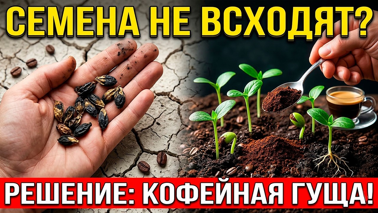 Почему Ваши Семена Не Всходят - и Как Кофе Это Исправит