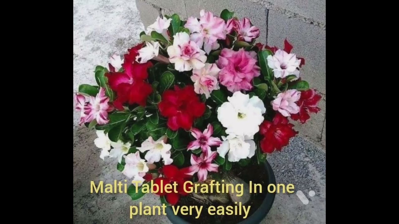 adenium plants multi Grafting