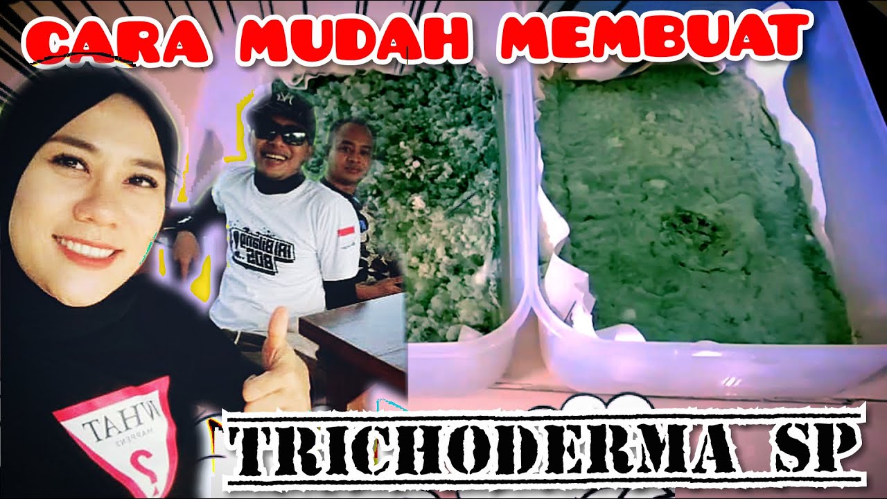 Cara Mudah Membuat Trichoderma sp