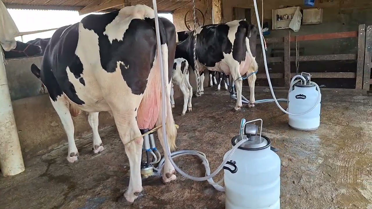 OFERTA DE DUAS VACAS 3/4 COM MAIS DE 35 KILOS.LOC.CARUARU-PE.PREÇO.24 MIL AS DUAS.WHATS81999166314. 