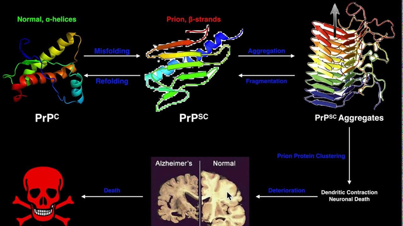 Prions | The General Mechanism of Prion Formation and Disease