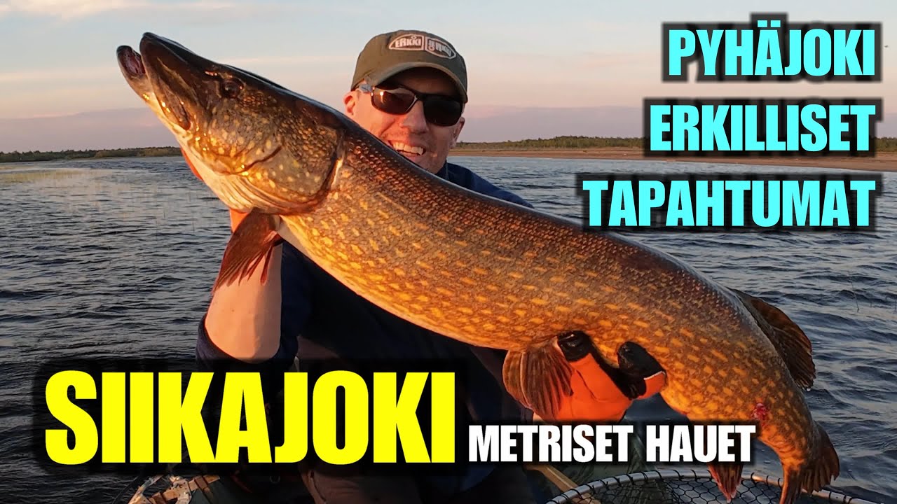 ERKKIJERKKI SIIKAJOKI S&Auml;K&Auml;HAUKI - Live mukana mutta sokkona tulee kalat my&ouml;s Pyh&auml;joelta
