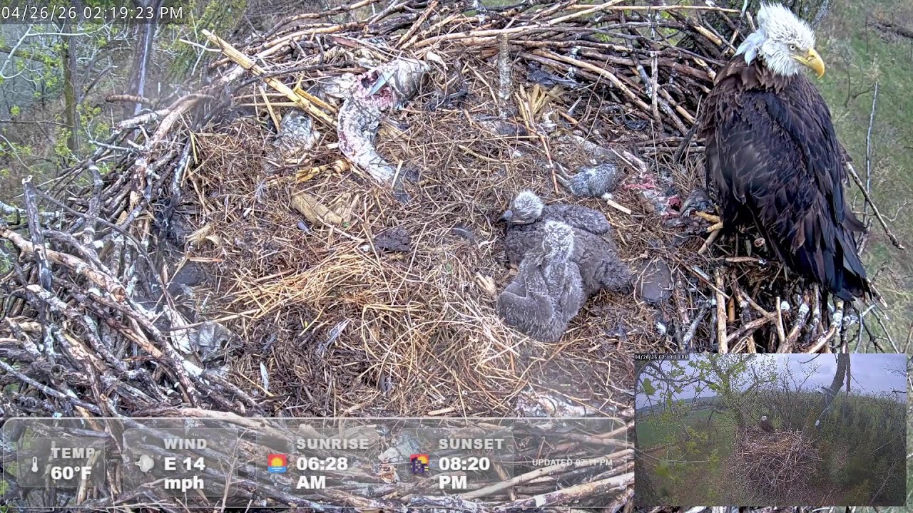 LIVE Missouri River Bald Eagle Cam | Mo & Skye | 2 Hatched | Nest Watch 24/7