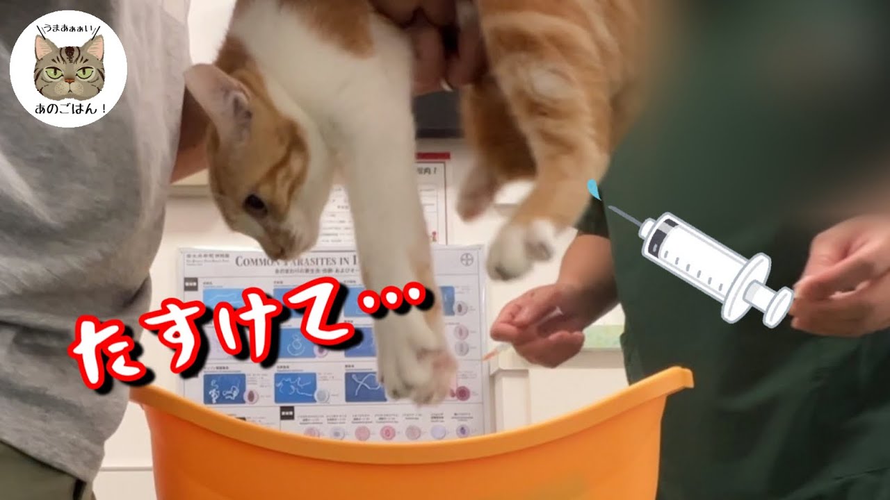 【野良保護子猫】緊急！2度目の病院へ！！