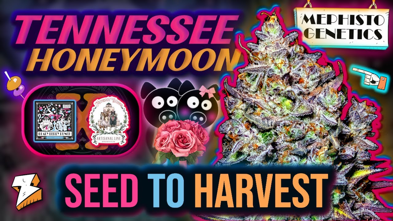 TENNESSEE HONEYMOON 🐻💒 | Mephisto Genetics SEED to HARVEST Autoflower Grow