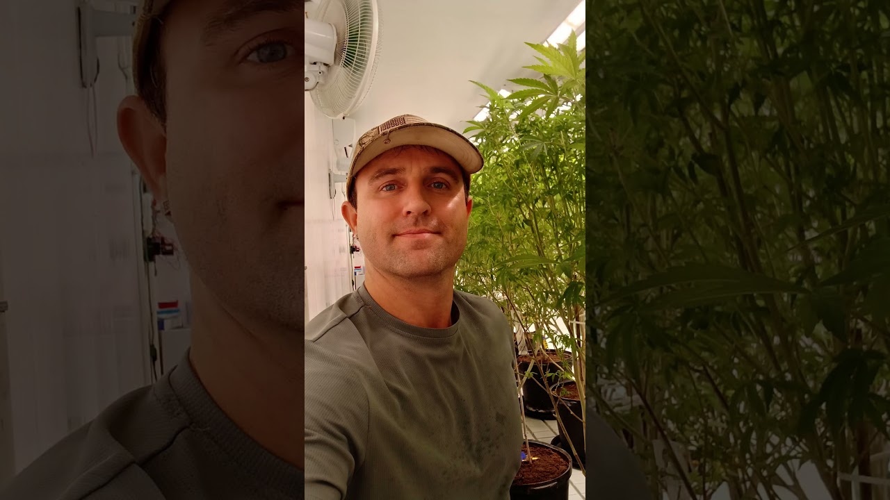 #cannabis #marijuana #pakalolo #mota #hemp #genetics #seeds #flowerroom @mattthewatchman