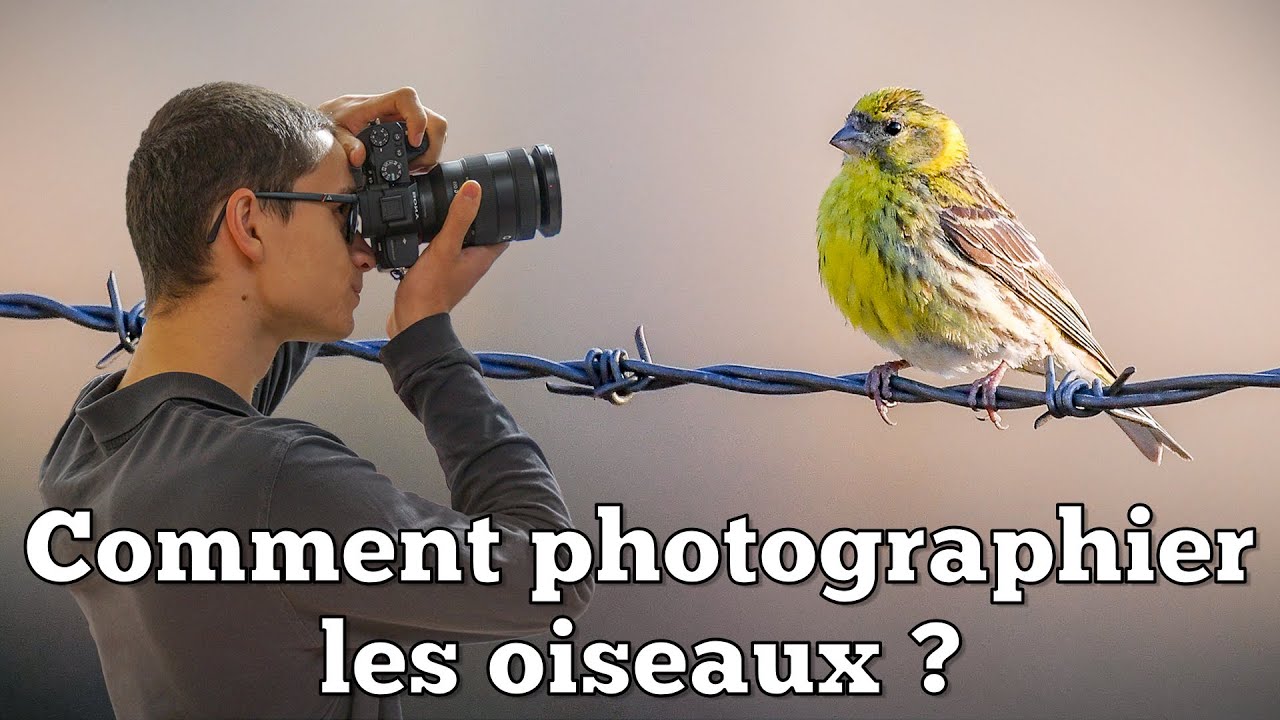 Comment Photographier les Oiseaux ? [affût, matériel, réglages...]