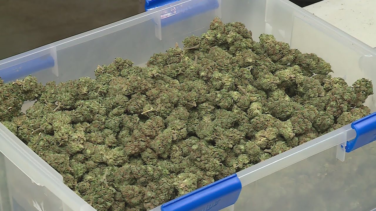 Illinois marijuana revenue flattens for 2nd straight month