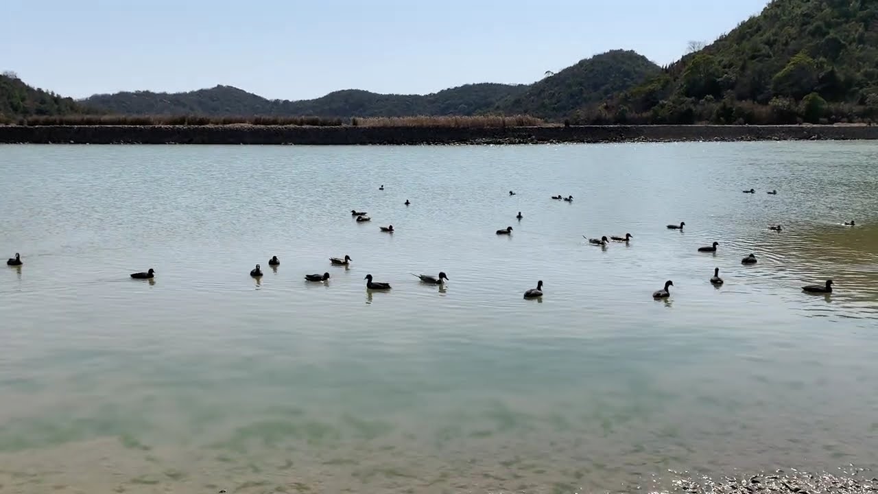 平荘湖のカモたち(464)