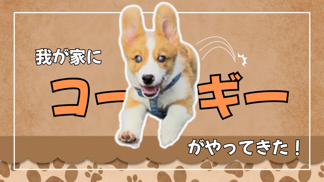【初投稿】コーギーとの暮らしが始まりました！