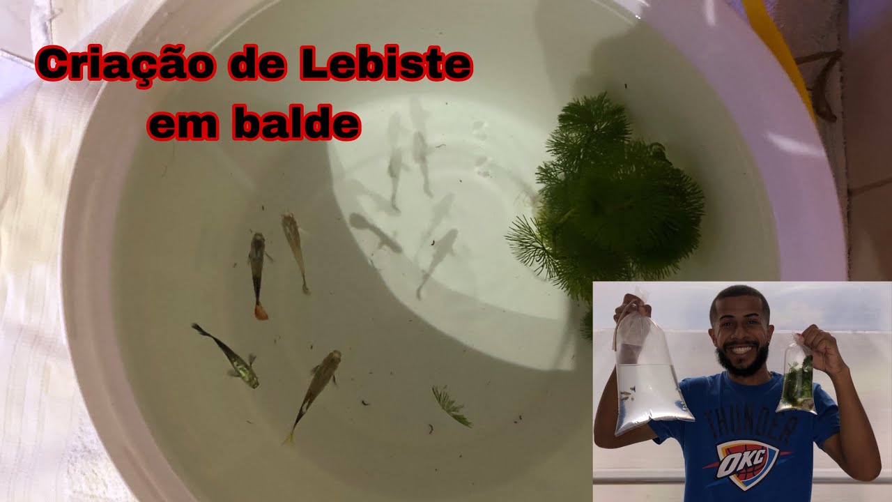 Cria&ccedil;&atilde;o de Lebiste/Guppies/Guppy no balde