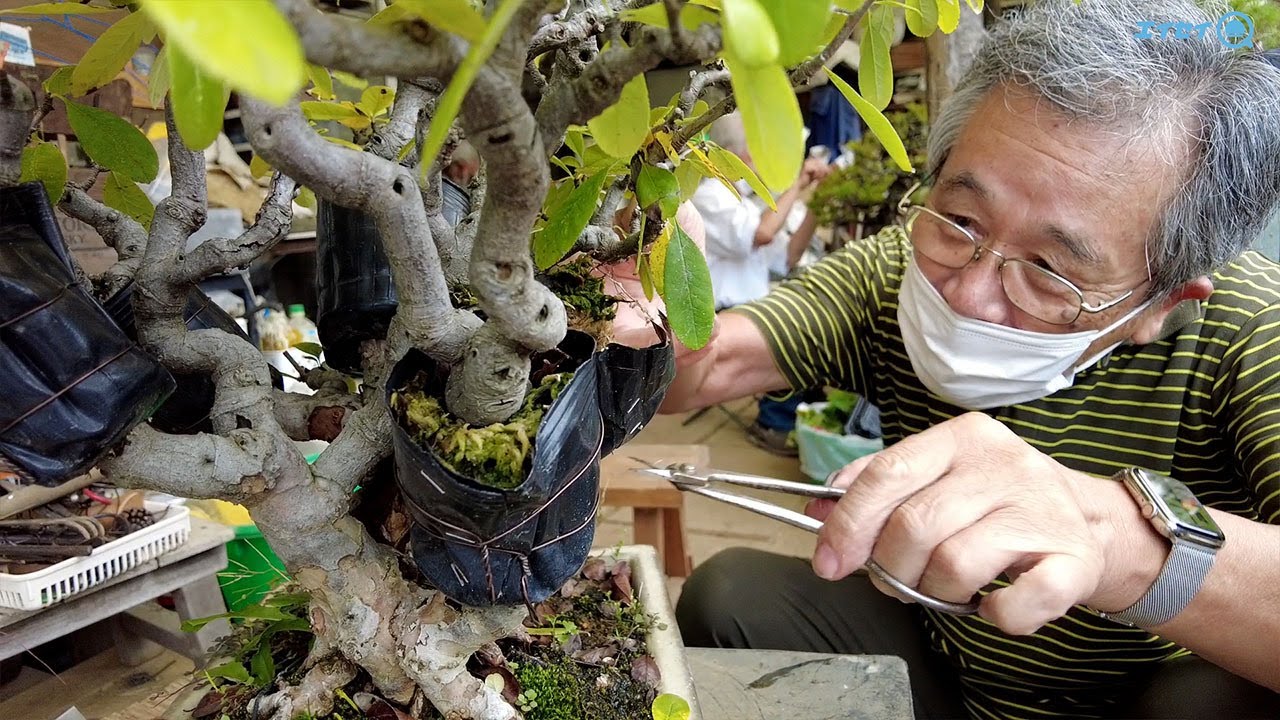 木瓜の取り木外しと盆栽教室の日常【エイセイQ】